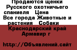 Продаются щенки Русского охотничьего спаниеля › Цена ­ 25 000 - Все города Животные и растения » Собаки   . Краснодарский край,Армавир г.